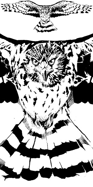 League Against Cruel Sports bird illustration