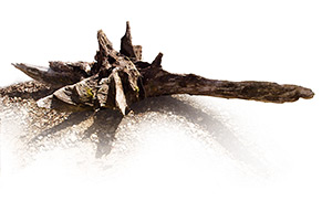 Lone Tree Sculptures Photography