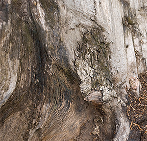 Lone Tree Sculptures Photography